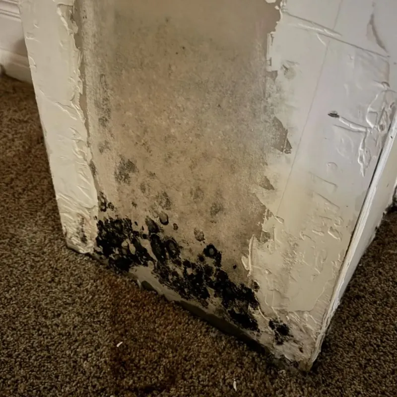 Professional Mold Removal in Stow, OH